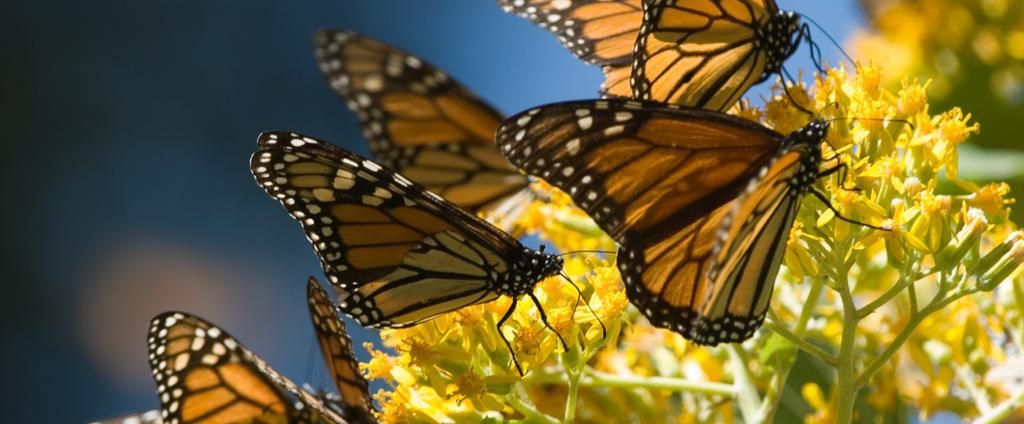 Bajo estrictas medidas sanitarias, Michoacán abrirá santuarios de la mariposa monarca