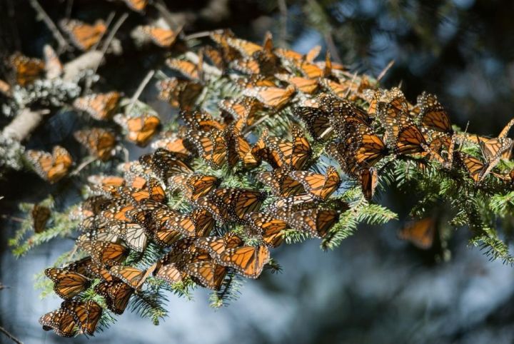 Bajo estrictas medidas sanitarias, Michoacán abrirá santuarios de la mariposa monarca