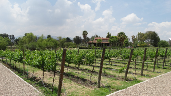 Dejemos que el vino mexicano conquiste nuestro paladar
